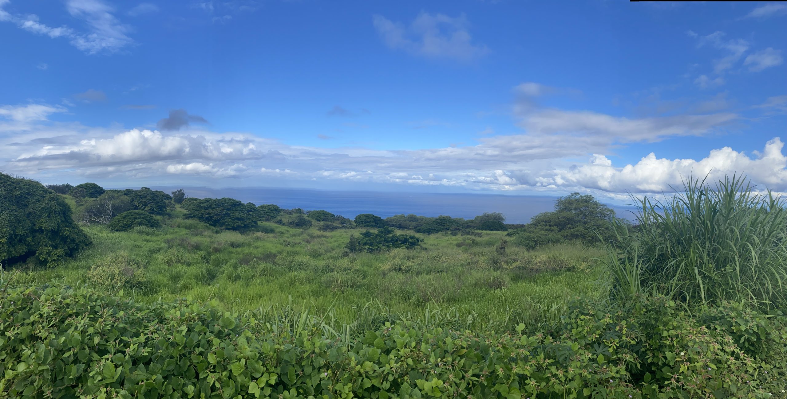 Read more about the article Let’s Talk About Buying Land on Hawaii Island