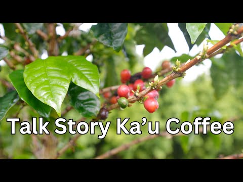 Read more about the article Meet the Farmers Behind Ka’u Coffee in Hawaii