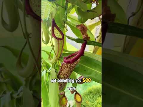 Read more about the article Pitcher plants