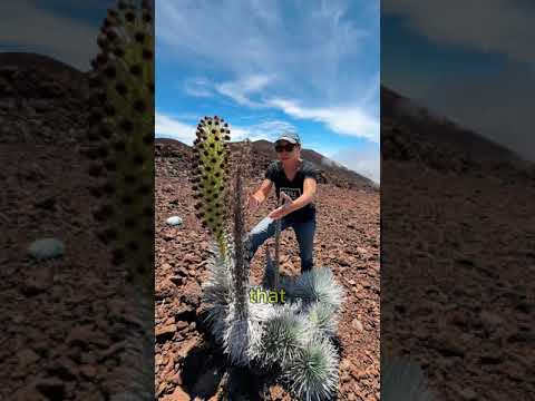 Read more about the article Rare Silversword Plant Found Only in Hawaii!