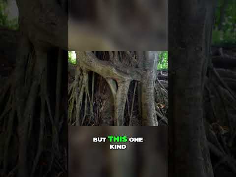 Read more about the article Spectacular Banyan Tree on the Big Island  A Natural Wonder!