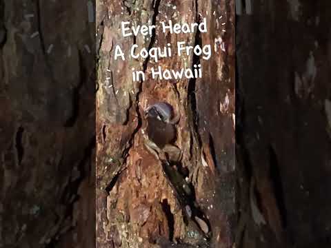 Read more about the article Ever Heard of A Coqui in Hawaii