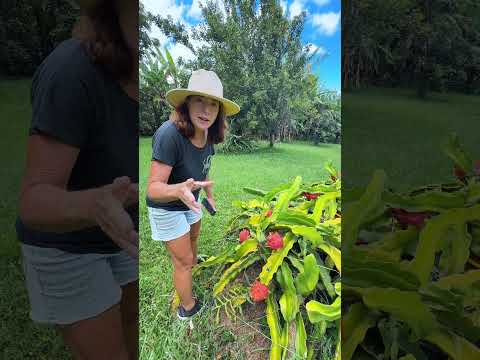 Read more about the article Hawaiian Dragon Fruit: Sweet, Rare & Beautiful ✨