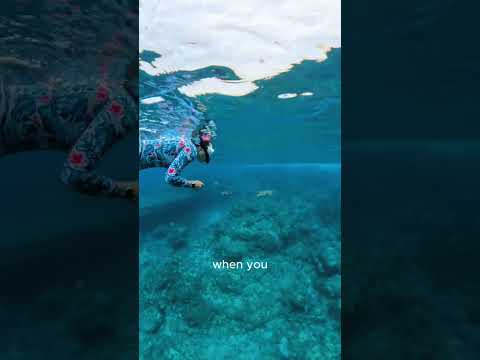 Read more about the article Cutest Pufferfish Ever?! Big Island Snorkel Find