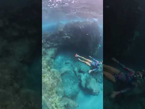 Read more about the article Check out the Turtles  in the Cove