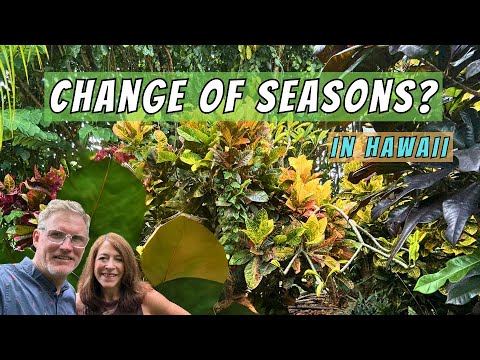 Read more about the article The Pros and Cons of Fall in Hawaii  (Big Island Edition)