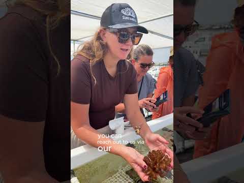 Read more about the article New Coral Restoration Center Opens in Kona